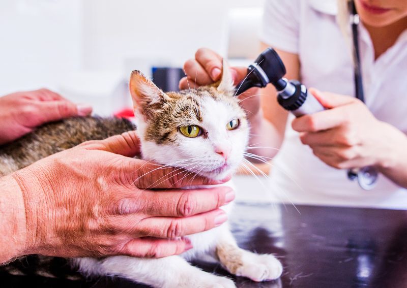 Carousel Slide 1: Feline veterinary care